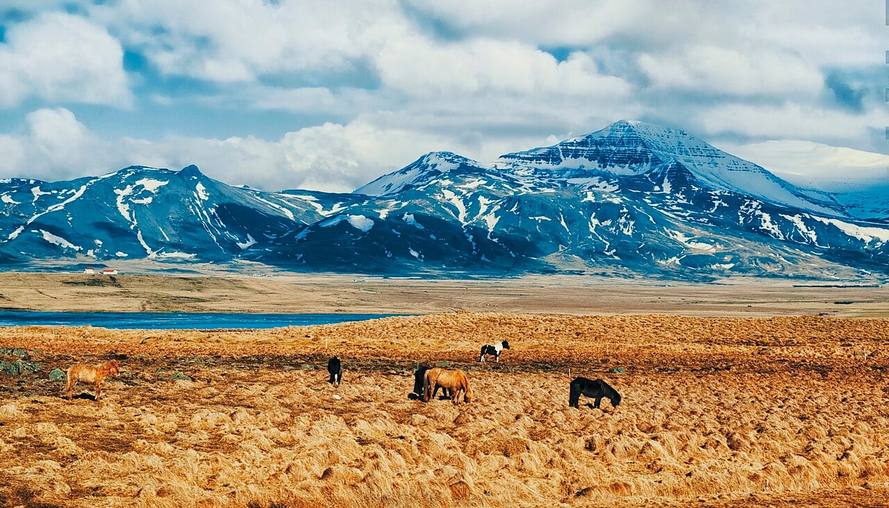 Icelandic countryside with horses grazing